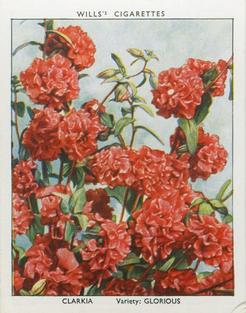 1938 Wills's Garden Flowers New Varieties #7 Clarkia Front