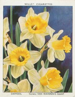 1938 Wills's Garden Flowers New Varieties #9 Daffodil Front