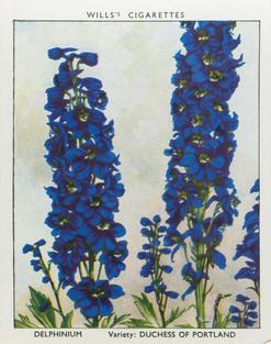 1938 Wills's Garden Flowers New Varieties #11 Delphinium Front