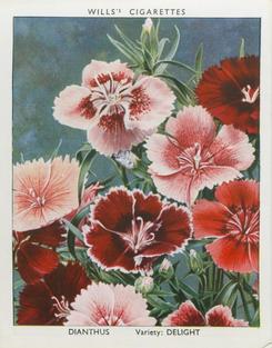 1938 Wills's Garden Flowers New Varieties #12 Dianthus Front