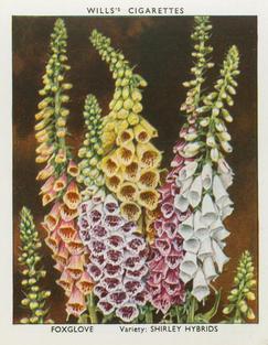 1938 Wills's Garden Flowers New Varieties #14 Foxglove Front