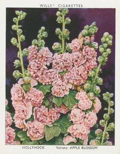 1938 Wills's Garden Flowers New Varieties #17 Hollyhock Front