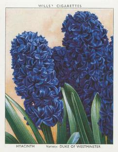 1938 Wills's Garden Flowers New Varieties #18 Hyacinth Front