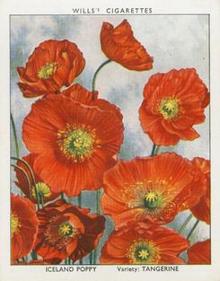 1938 Wills's Garden Flowers New Varieties #19 Iceland Poppy Front