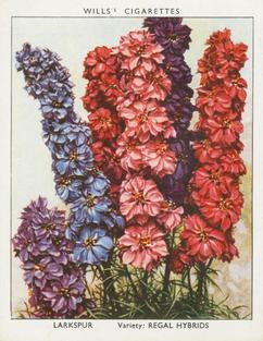 1938 Wills's Garden Flowers New Varieties #21 Larkspur Front
