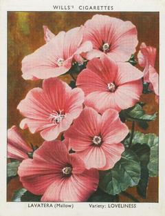 1938 Wills's Garden Flowers New Varieties #22 Lavatera Front