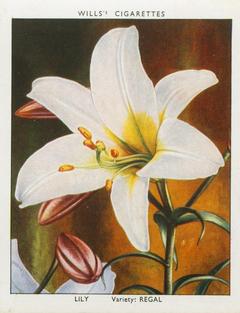 1938 Wills's Garden Flowers New Varieties #23 Lily Front