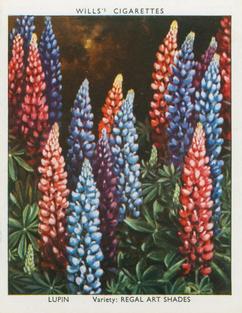 1938 Wills's Garden Flowers New Varieties #24 Lupin Front