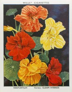 1938 Wills's Garden Flowers New Varieties #27 Nasturtium Front
