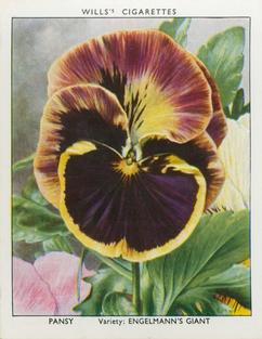 1938 Wills's Garden Flowers New Varieties #28 Pansy Front