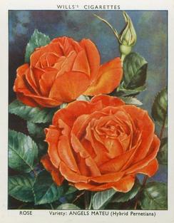 1938 Wills's Garden Flowers New Varieties #30 Rose Front