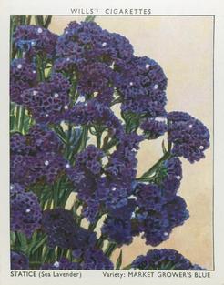 1938 Wills's Garden Flowers New Varieties #32 Statice (Sea Lavender) Front