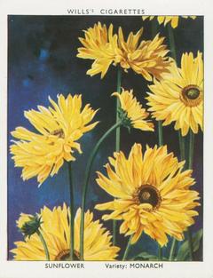 1938 Wills's Garden Flowers New Varieties #33 Sunflower Front
