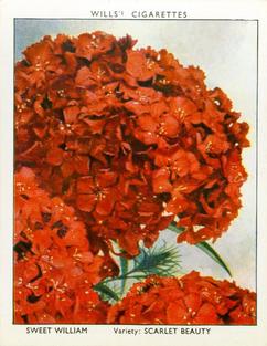 1938 Wills's Garden Flowers New Varieties #35 Sweet William Front