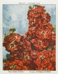 1938 Wills's Garden Flowers New Varieties #36 Ten-Week Stock Front