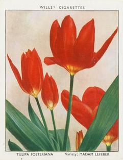 1938 Wills's Garden Flowers New Varieties #37 Tulipa Fosteriana Front
