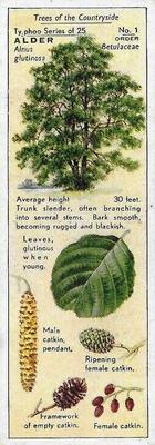 1938 Ty-phoo Tea Trees of the Countryside #1 Alder Front