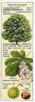 1938 Ty-phoo Tea Trees of the Countryside #7 Horse Chestnut Front