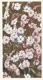1939 Godfrey Phillips Annuals #18 Gypsophila Front