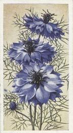 1939 Godfrey Phillips Annuals #31 Nigella (Popularly called Love in a Mist) Front