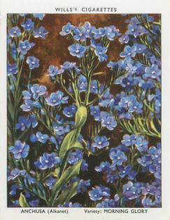 1939 Wills's Garden Flowers New Varieties 2nd Series #4 Anchusa Front