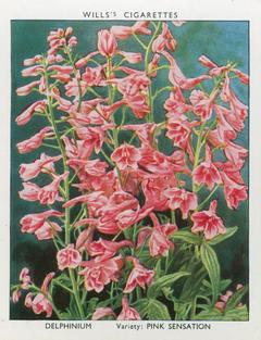 1939 Wills's Garden Flowers New Varieties 2nd Series #10 Delphinium Front