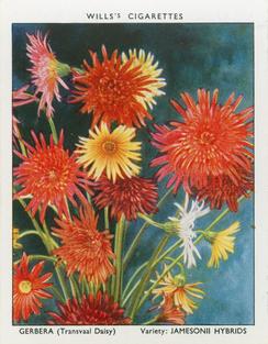 1939 Wills's Garden Flowers New Varieties 2nd Series #14 Gerbera Front
