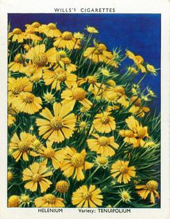 1939 Wills's Garden Flowers New Varieties 2nd Series #15 Helenium Front