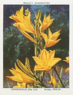 1939 Wills's Garden Flowers New Varieties 2nd Series #17 Hemerocallis Front