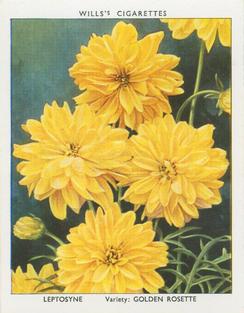 1939 Wills's Garden Flowers New Varieties 2nd Series #19 Leptosyne Front