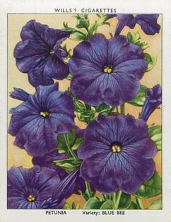 1939 Wills's Garden Flowers New Varieties 2nd Series #27 Petunia Front