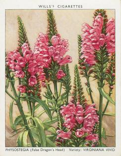 1939 Wills's Garden Flowers New Varieties 2nd Series #29 Physostegia Front