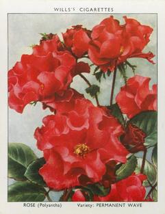 1939 Wills's Garden Flowers New Varieties 2nd Series #30 Rose Front