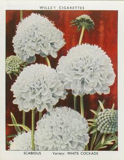 1939 Wills's Garden Flowers New Varieties 2nd Series #32 Scabious Front