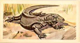 1962 Nabisco Nature Untamed #1 Komodo Dragon Lizard Front