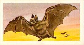 1962 Nabisco Nature Untamed #3 Vampire Bat Front