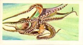 1962 Nabisco Nature Untamed #11 Octopus Front