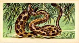 1962 Nabisco Nature Untamed #15 Anaconda Front
