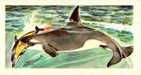 1962 Nabisco Nature Untamed #17 Killer Whale Front