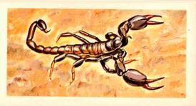 1962 Nabisco Nature Untamed #19 Scorpion Front