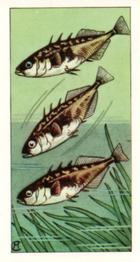 1964 Pond Life #10 Three-Spined Stickleback Front