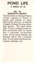 1964 Pond Life #16 Smooth Newt Back