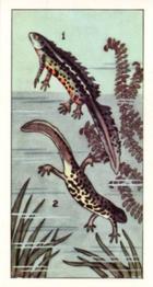 1964 Pond Life #17 Warty Newt Front