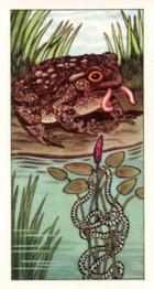 1964 Pond Life #18 Common Toad Front