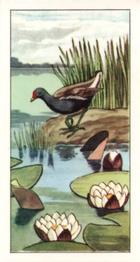1964 Pond Life #22 Moor-Hen Front