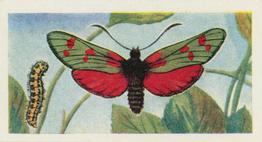 1957 Mills Butterflies and Moths #4 Six-Spot Burnet Front