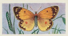 1957 Mills Butterflies and Moths #18 Clouded Yellow Front