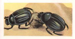 1960 Foto Bubble Gum Wonders of the Universe #23 Scarab Beetle Front