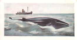 1960 Foto Bubble Gum Wonders of the Universe #25 Blue Whale Front