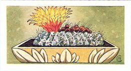 1962 Lamberts Cacti #10 Hickenia microsperma Front